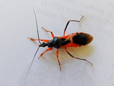 Ectomocoris ornatus (A ground assassin bug) at Crooked Corner, NSW - 10 Oct 2020 by Milly