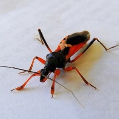 Ectomocoris ornatus at Crooked Corner, NSW - 10 Oct 2020