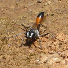 Podalonia tydei (Caterpillar-hunter wasp) at Holt, ACT - 23 Nov 2020 by Christine