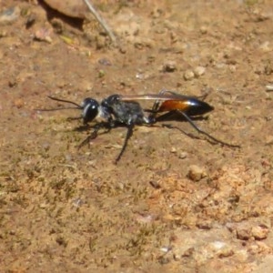 Podalonia tydei at Holt, ACT - 24 Nov 2020