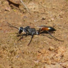 Podalonia tydei at Holt, ACT - 24 Nov 2020