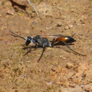 Podalonia tydei at Holt, ACT - 24 Nov 2020