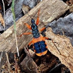 Ectomocoris patricius (Ground assassin bug) at Crooked Corner, NSW - 28 Aug 2017 by Milly