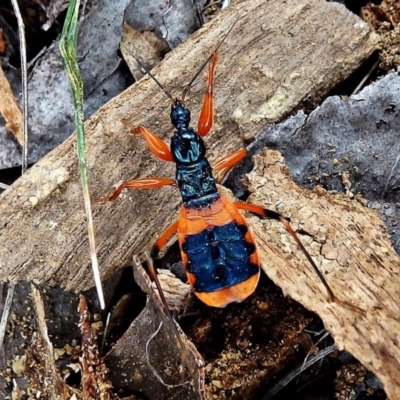Ectomocoris patricius (Ground assassin bug) at Crooked Corner, NSW - 29 Aug 2017 by Milly