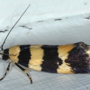 Lichenaula arisema at Ainslie, ACT - 25 Nov 2020 10:33 AM