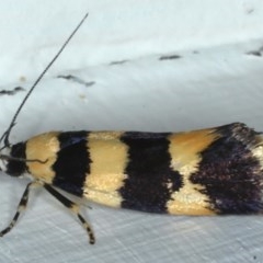 Lichenaula arisema (A Xyloryctine moth) at Ainslie, ACT - 24 Nov 2020 by jbromilow50