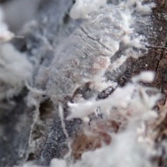 Coccoidea (superfamily) (Mealy bug or scale insect) at Cook, ACT - 21 Nov 2020 by CathB