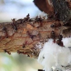 Coccoidea (superfamily) at Cook, ACT - suppressed