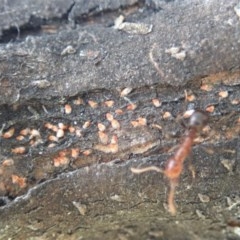 Unidentified Scale insect or Mealybug (Hemiptera, Coccoidea) at Cook, ACT - 20 Nov 2020 by CathB