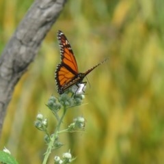 Danaus plexippus (Monarch) at Paddys River, ACT - 27 Nov 2020 by SandraH