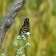 Danaus plexippus at Paddys River, ACT - 27 Nov 2020