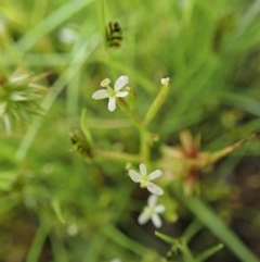 Stylidium despectum (Small Trigger Plant) at Cook, ACT - 22 Nov 2020 by CathB