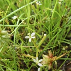 Stylidium despectum at Cook, ACT - 22 Nov 2020