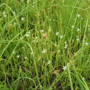 Stylidium despectum at Cook, ACT - 22 Nov 2020