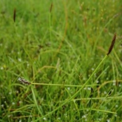 Eleocharis atricha (Tuber Spikerush) at Cook, ACT - 22 Nov 2020 by CathB