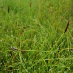 Eleocharis atricha (Tuber Spikerush) at Cook, ACT - 21 Nov 2020 by CathB