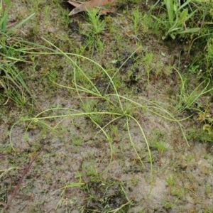 Eleocharis atricha at Cook, ACT - 22 Nov 2020