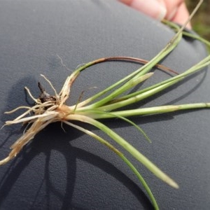 Eleocharis atricha at Cook, ACT - 22 Nov 2020