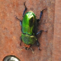 Lamprima aurata (Golden stag beetle) at Tidbinbilla Nature Reserve - 27 Nov 2020 by JohnBundock