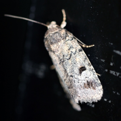 Thoracolopha verecunda (A Noctuid moth (Acronictinae)) at O'Connor, ACT - 26 Nov 2020 by ibaird
