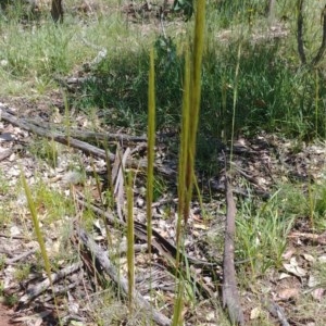 Austrostipa densiflora at Hackett, ACT - 25 Nov 2020