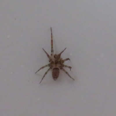 Oecobius sp. (genus) (Wall spider) at Flynn, ACT - 27 Nov 2020 by Christine