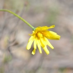 Microseris walteri (Yam Daisy, Murnong) at Wamboin, NSW - 29 Sep 2020 by natureguy