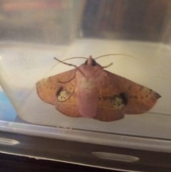 Oenochroma vinaria (Pink-bellied Moth, Hakea Wine Moth) at Macarthur, ACT - 14 Nov 2020 by Liam.m