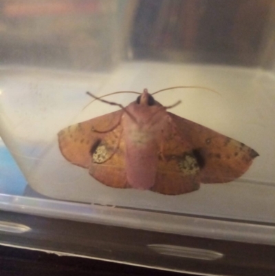 Oenochroma vinaria (Pink-bellied Moth, Hakea Wine Moth) at Macarthur, ACT - 14 Nov 2020 by Liam.m