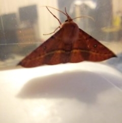 Oenochroma vinaria at Macarthur, ACT - 14 Nov 2020