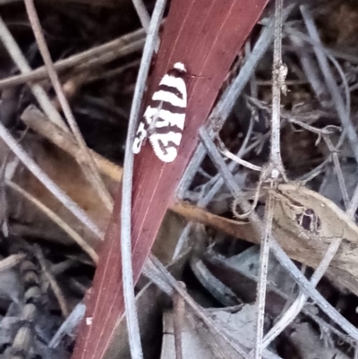 Lepidoscia cataphracta (A Case moth) at Wanniassa Hill - 27 Nov 2020 by Liam.m