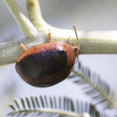 Dicranosterna immaculata (Acacia leaf beetle) at Cook, ACT - 26 Nov 2020 by AlisonMilton