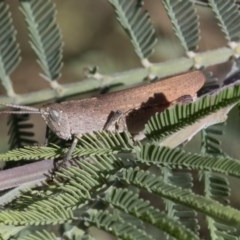 Goniaea opomaloides (Mimetic Gumleaf Grasshopper) at Cook, ACT - 27 Nov 2020 by AlisonMilton