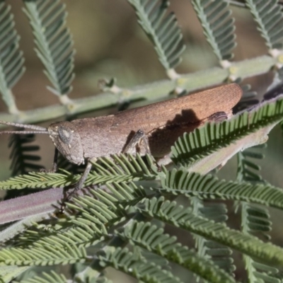 Goniaea opomaloides (Mimetic Gumleaf Grasshopper) at Mount Painter - 26 Nov 2020 by AlisonMilton