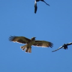 Hieraaetus morphnoides (Little Eagle) at Garran, ACT - 27 Nov 2020 by roymcd