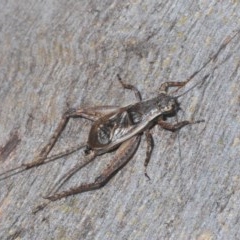 Eurepa marginipennis (Mottled bush cricket) at Black Mountain - 24 Nov 2020 by Harrisi