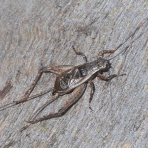 Eurepa marginipennis at Downer, ACT - 25 Nov 2020