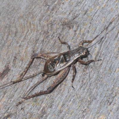 Eurepa marginipennis (Mottled bush cricket) at Downer, ACT - 24 Nov 2020 by Harrisi