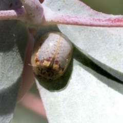 Paropsisterna m-fuscum (Eucalyptus Leaf Beetle) at Cook, ACT - 27 Nov 2020 by AlisonMilton