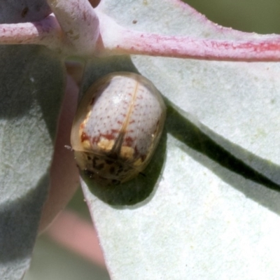 Paropsisterna m-fuscum (Eucalyptus Leaf Beetle) at Cook, ACT - 26 Nov 2020 by AlisonMilton