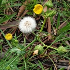 Sonchus asper (Prickly Sowthistle) at Mount Painter - 23 Nov 2020 by drakes