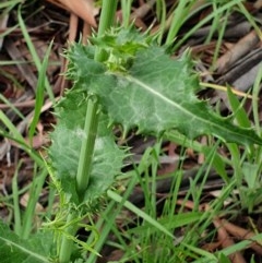 Sonchus asper at Cook, ACT - 23 Nov 2020