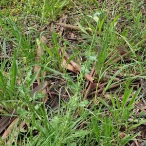 Sonchus asper at Cook, ACT - 23 Nov 2020