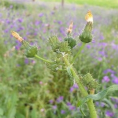 Sonchus oleraceus (Annual Sowthistle) at Molonglo Valley, ACT - 29 Oct 2020 by drakes