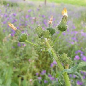 Sonchus oleraceus at Molonglo Valley, ACT - 30 Oct 2020