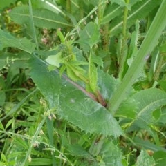 Sonchus oleraceus at Molonglo Valley, ACT - 30 Oct 2020