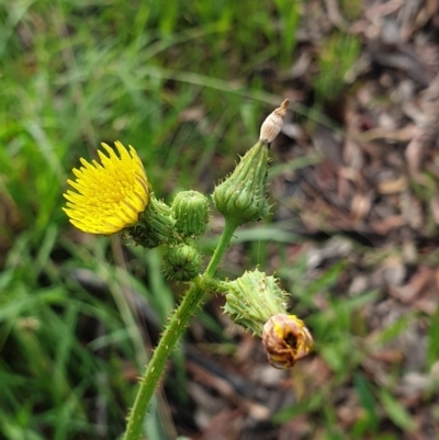 Sonchus oleraceus (Annual Sowthistle) at Cook, ACT - 23 Nov 2020 by drakes