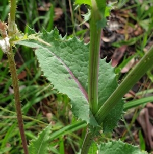 Sonchus oleraceus at Cook, ACT - 23 Nov 2020