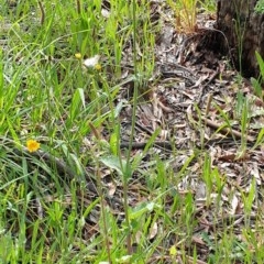 Sonchus oleraceus at Cook, ACT - 23 Nov 2020 10:20 PM