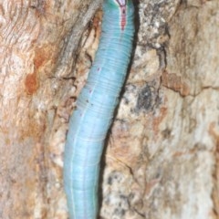 Destolmia lineata at Denman Prospect, ACT - 24 Nov 2020